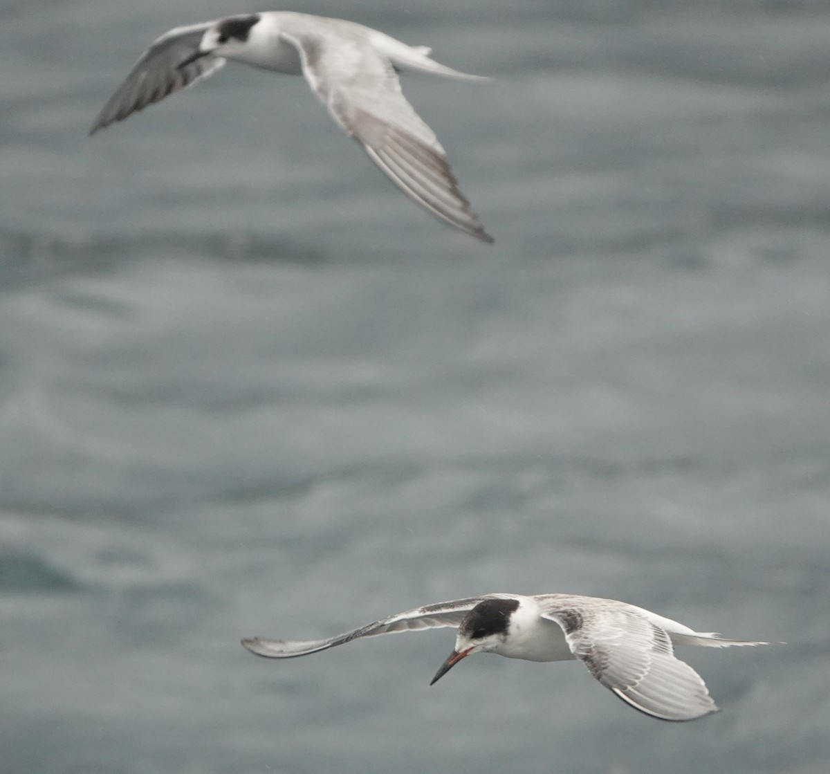 Common Tern - Sue Hacking