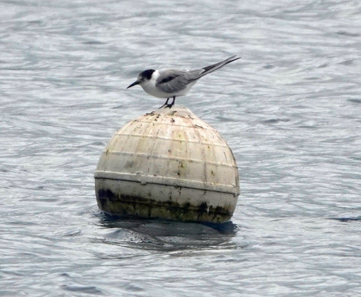 Common Tern (longipennis) - ML186278551