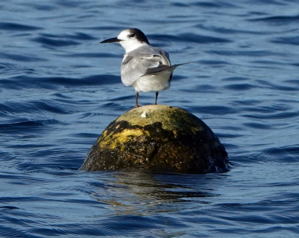 Common Tern (longipennis) - ML186278901
