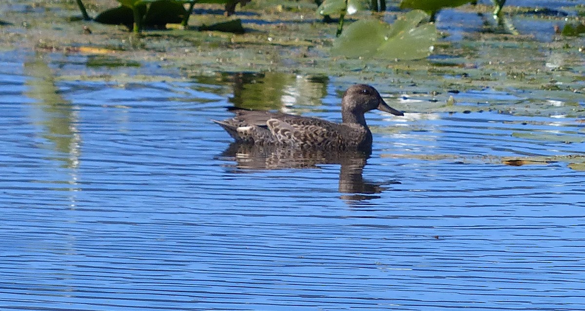 Blue-winged Teal - ML186279391