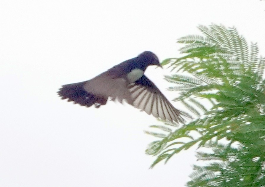 Willie-wagtail - Sue Hacking