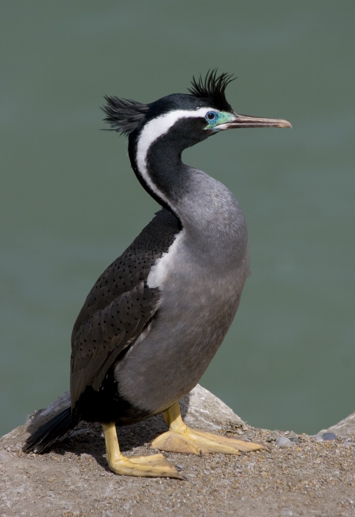 Spotted Shag - ML186286081