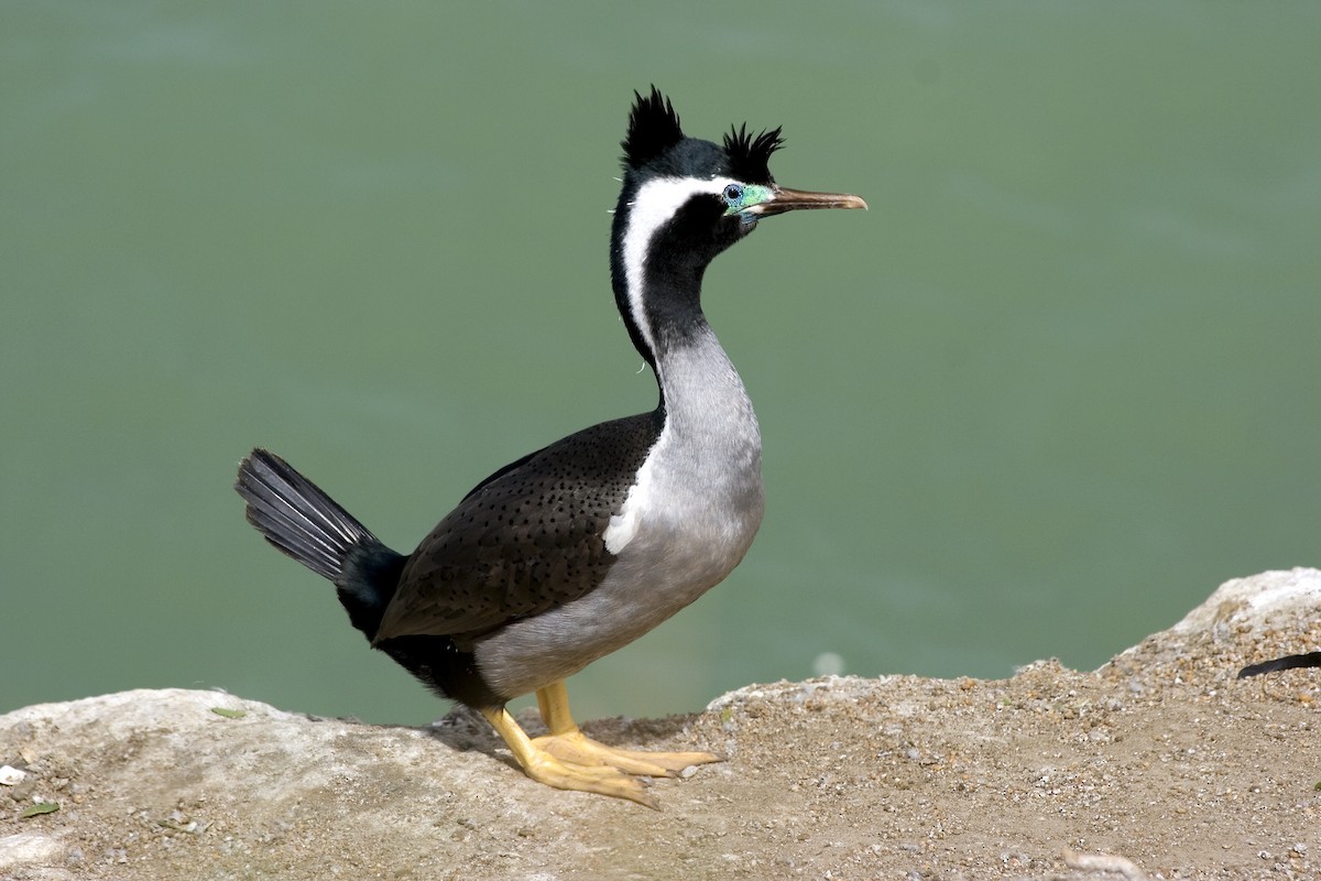 Spotted Shag - ML186286131