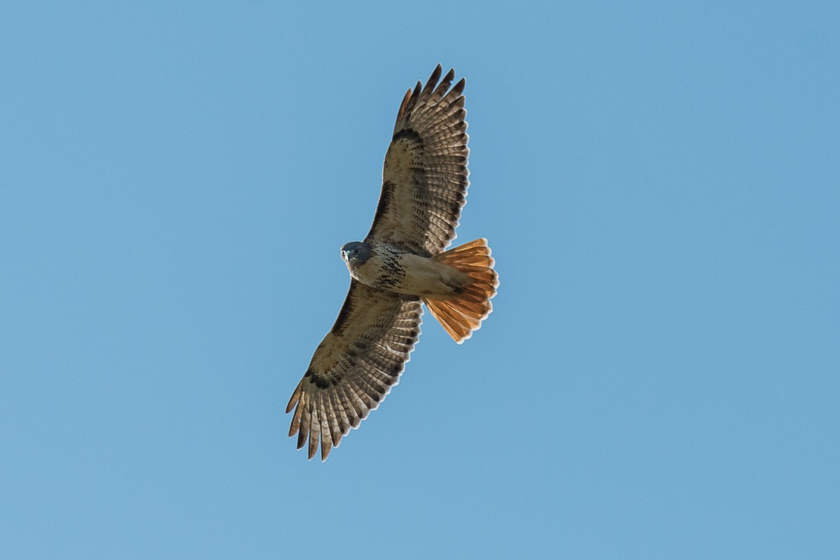 Red-tailed Hawk - ML186291601