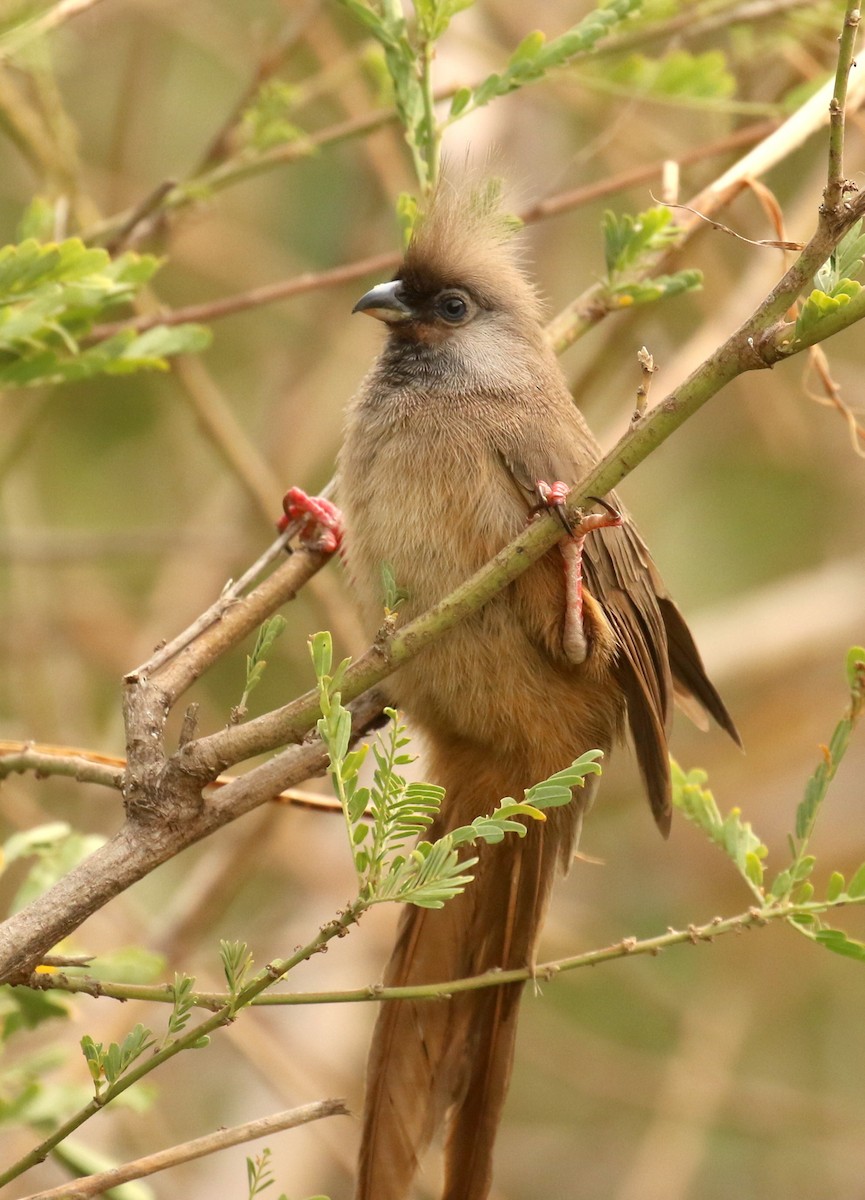 Speckled Mousebird - ML186293541