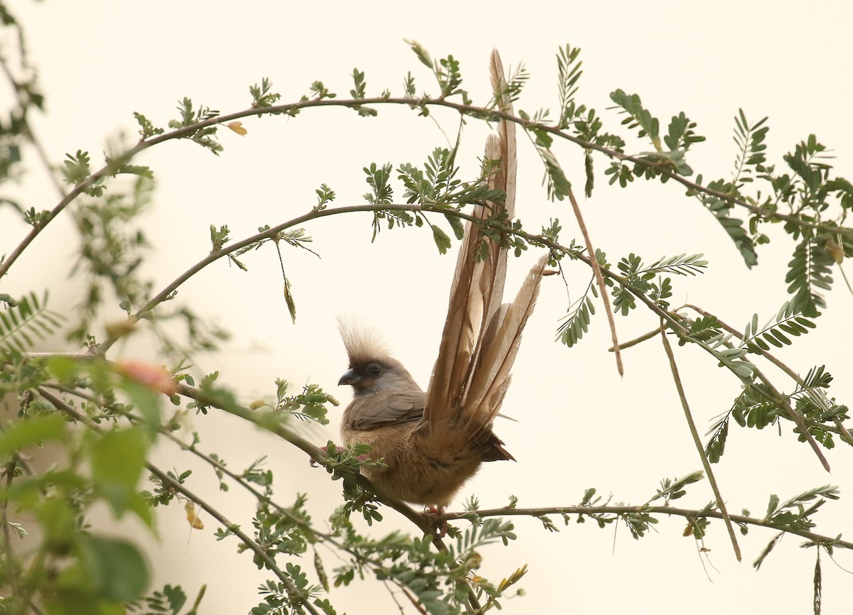 Speckled Mousebird - ML186293551