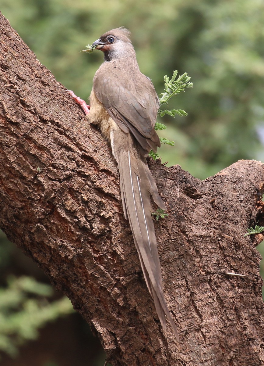 Speckled Mousebird - ML186293561