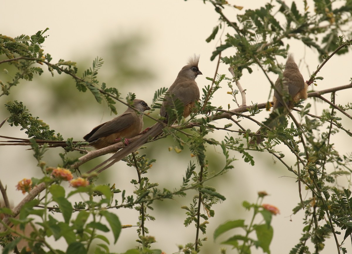 Speckled Mousebird - ML186293601