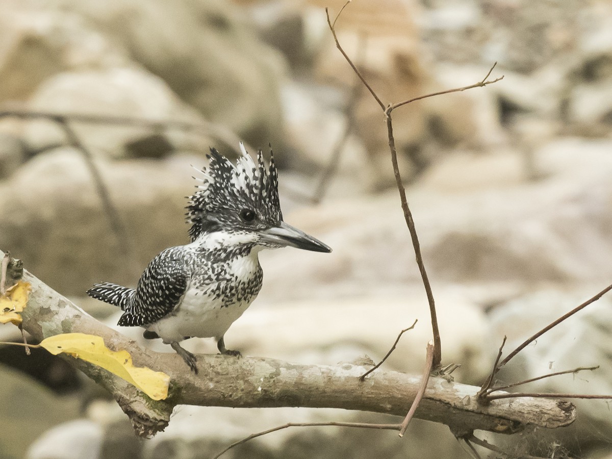 Crested Kingfisher - ML186293761