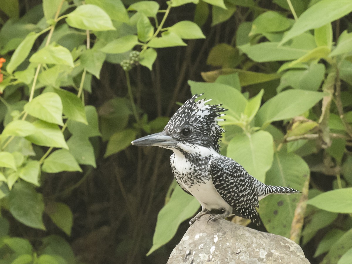 Crested Kingfisher - ML186293771