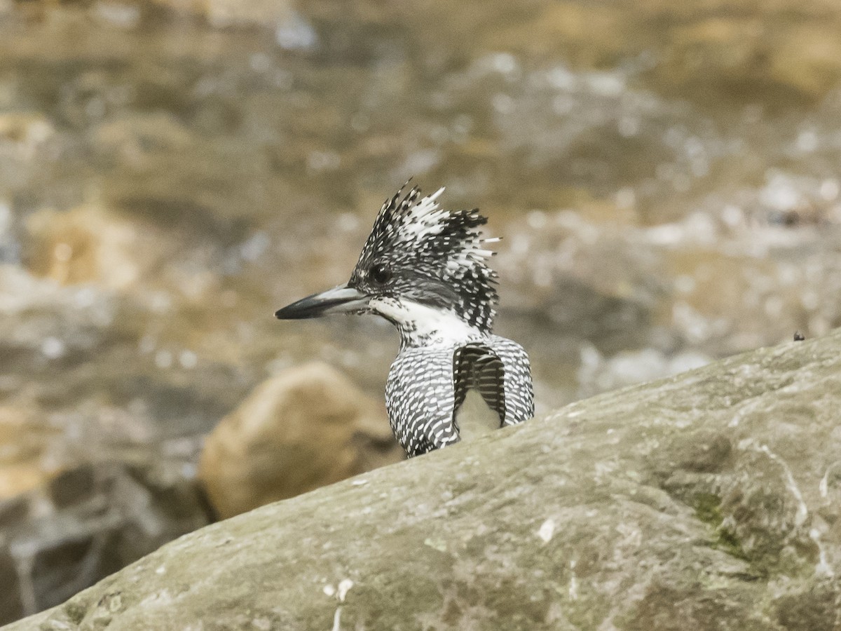 Crested Kingfisher - ML186293801