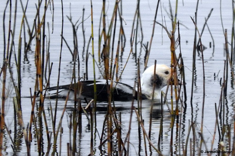 Long-tailed Duck - ML186295141