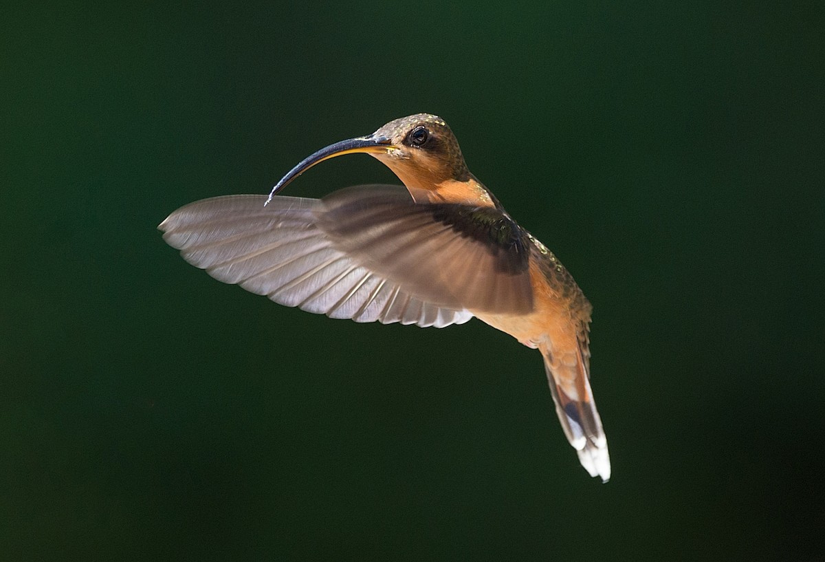 Rufous-breasted Hermit - ML186296041