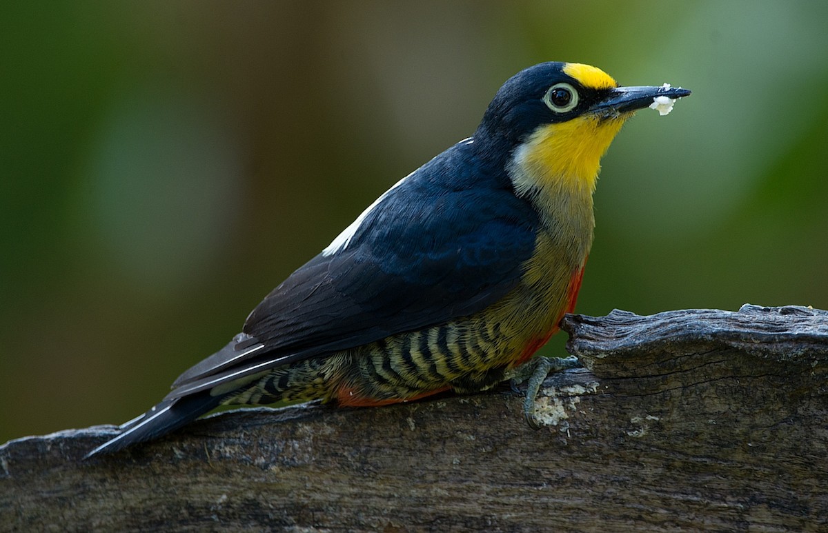 Yellow-fronted Woodpecker - ML186296301