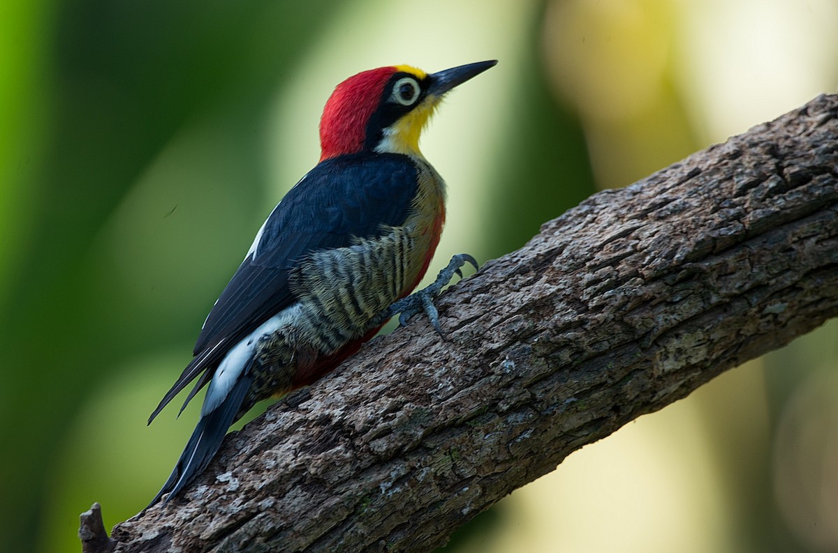 Yellow-fronted Woodpecker - ML186296311