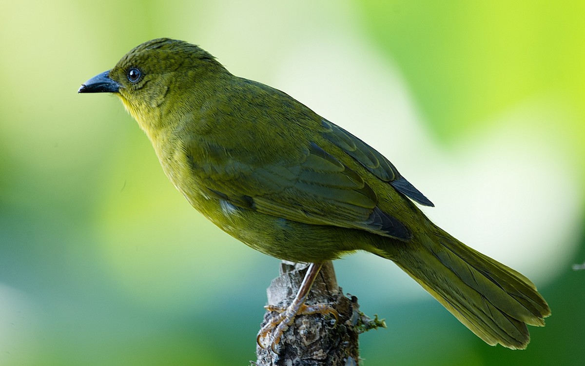 Olive-green Tanager - ML186296671