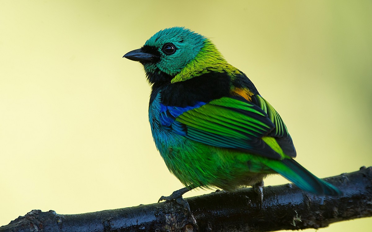 Green-headed Tanager - ML186296701