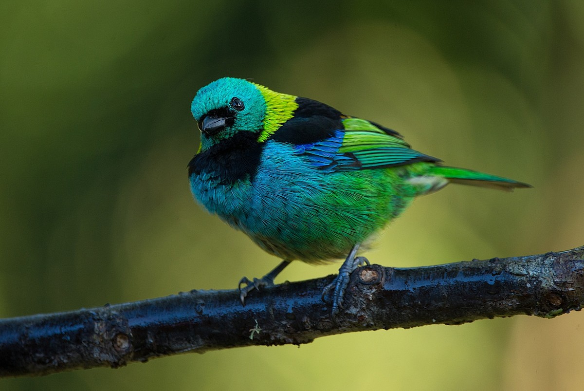 Green-headed Tanager - ML186296711