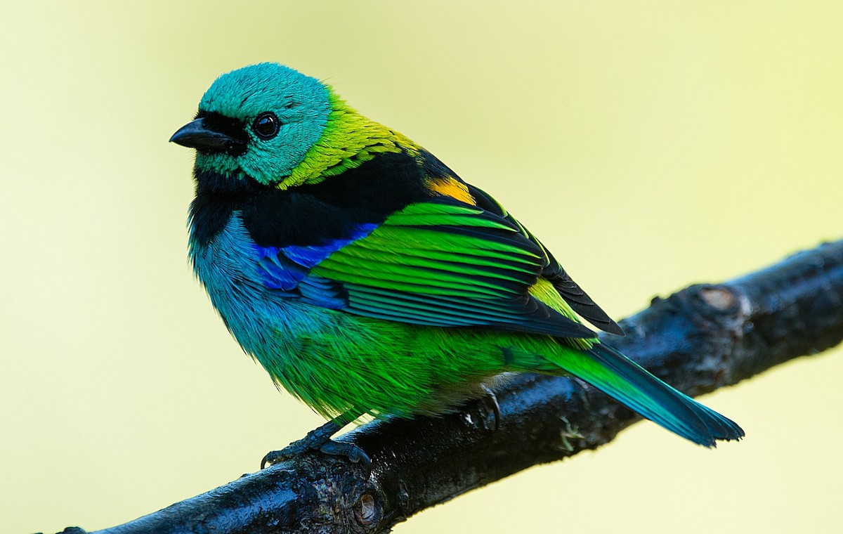 Green-headed Tanager - ML186296721