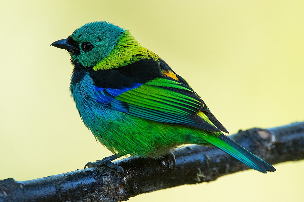Green-headed Tanager - ML186296731