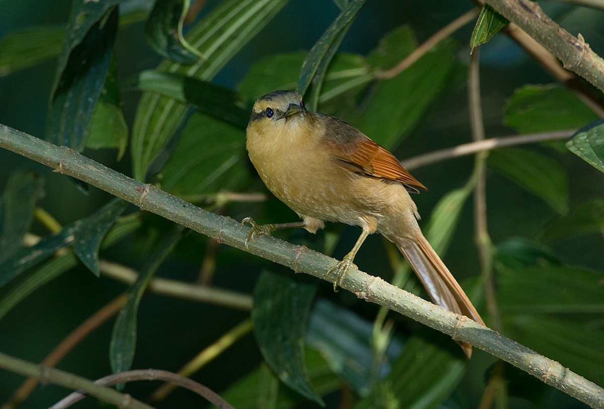 Buff-fronted Foliage-gleaner - LUCIANO BERNARDES