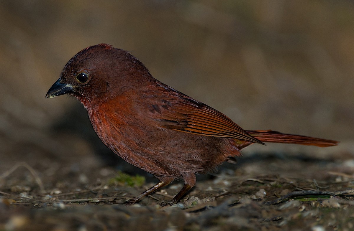 Red-crowned Ant-Tanager - ML186297311