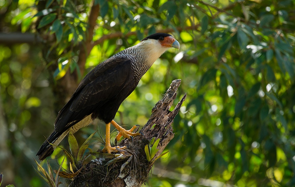 Crested Caracara (Southern) - ML186297331