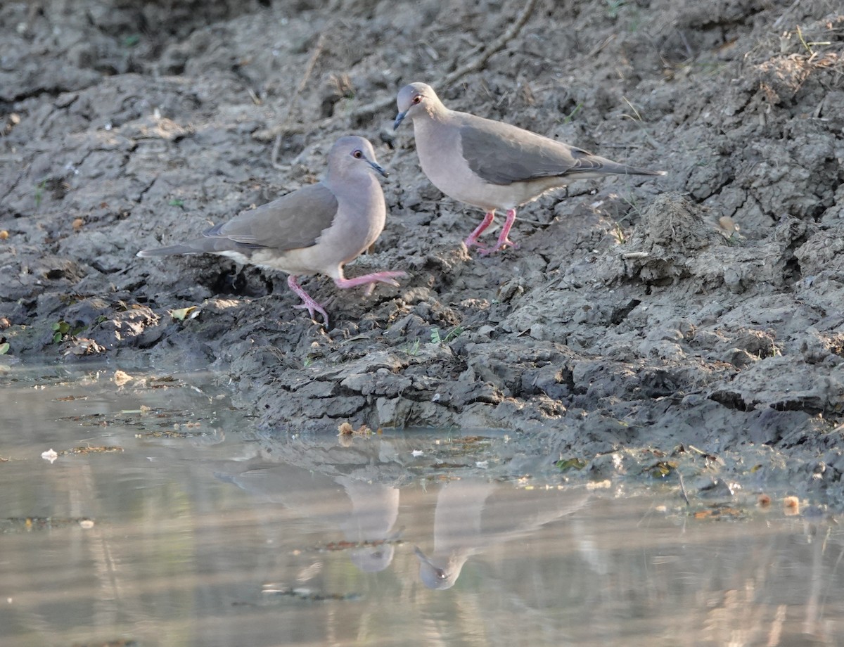 Gray-fronted Dove - ML186298091