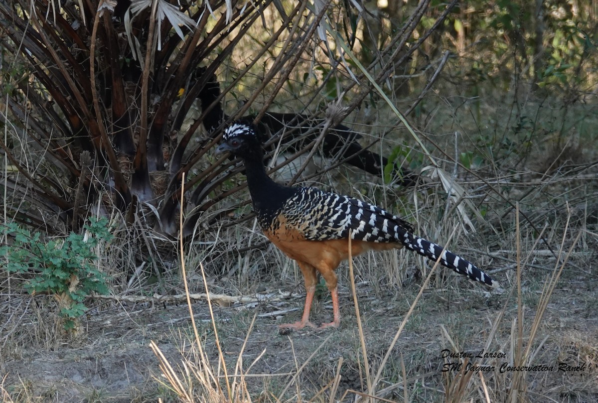 Bare-faced Curassow - ML186298161