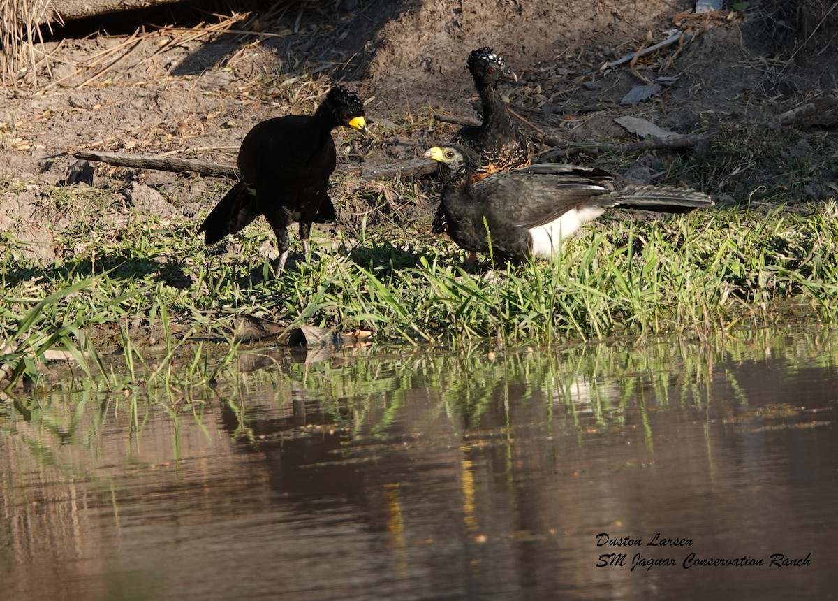 Bare-faced Curassow - ML186298181