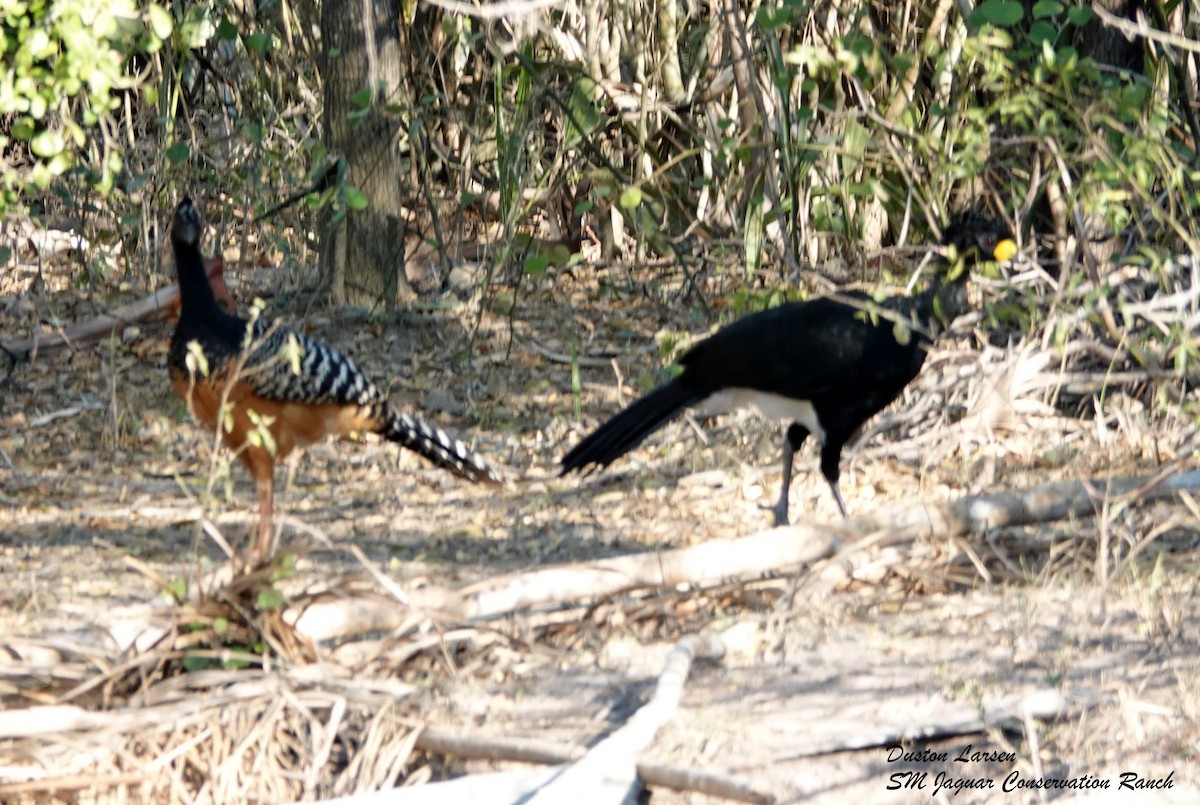 Bare-faced Curassow - ML186298191