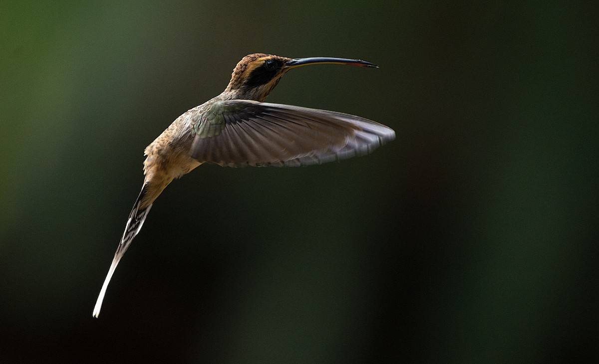 Scale-throated Hermit - ML186300801