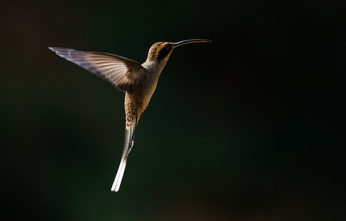 Scale-throated Hermit - ML186300811