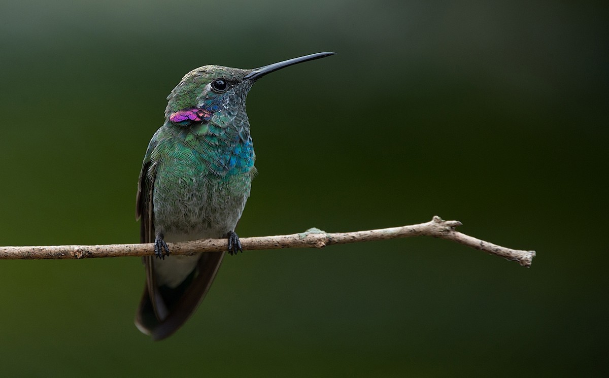 kolibřík ametystouchý - ML186300841