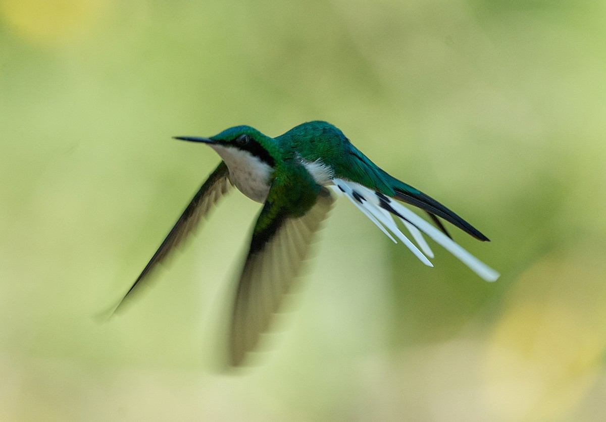 kolibřík černouchý - ML186300901