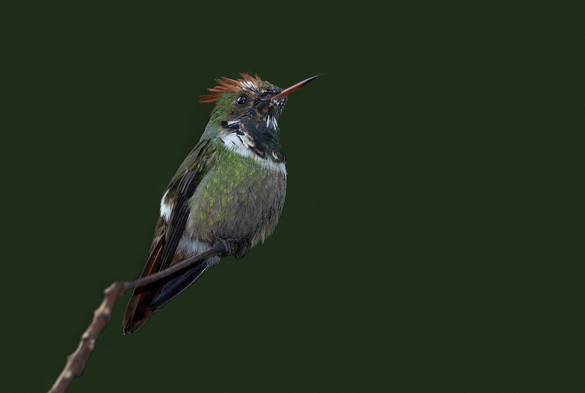 Frilled Coquette - ML186300931