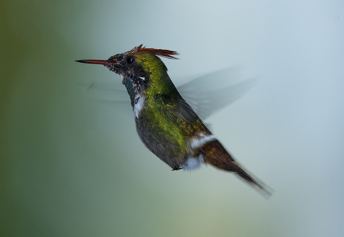 Frilled Coquette - ML186300961