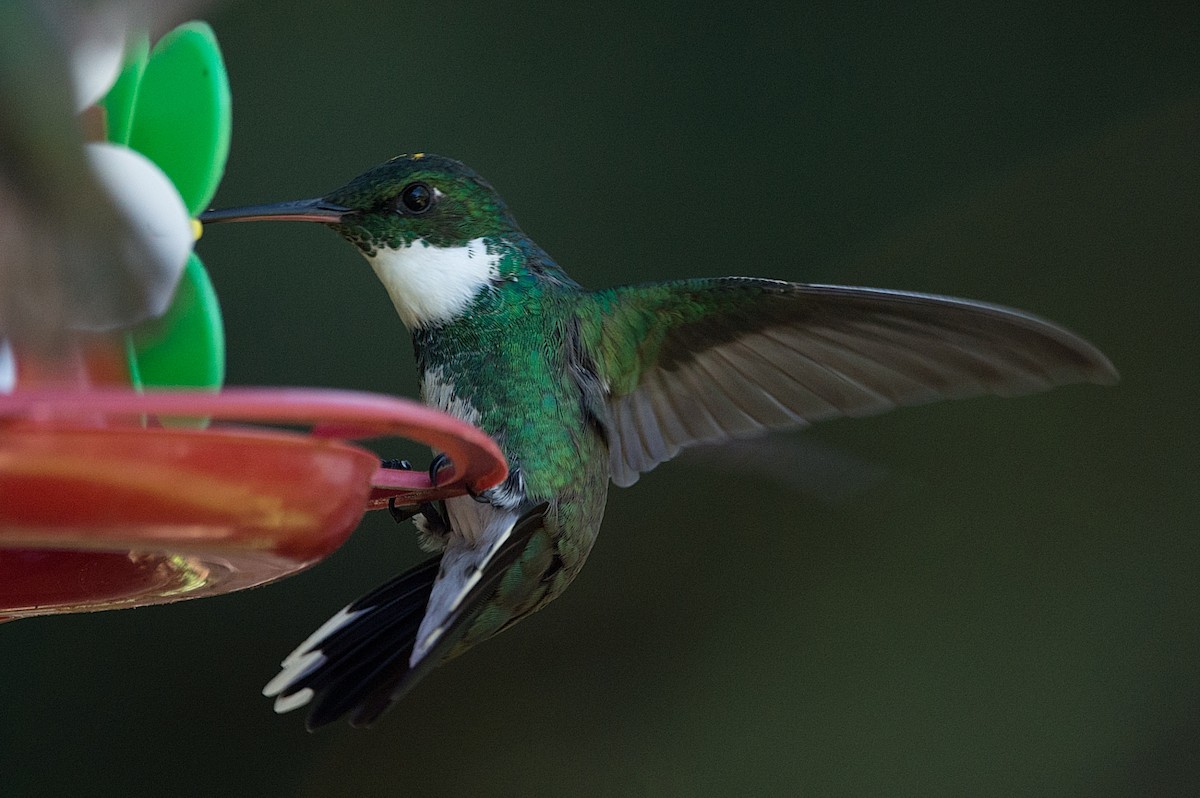 kolibřík límcový - ML186301411