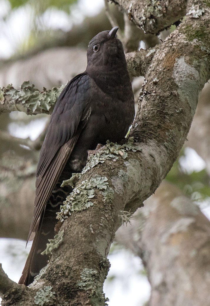 Black Cuckoo (Black) - ML186307381