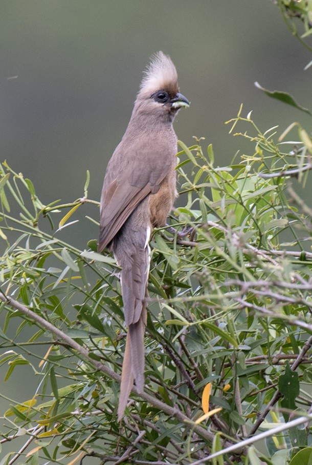 Speckled Mousebird - ML186307501