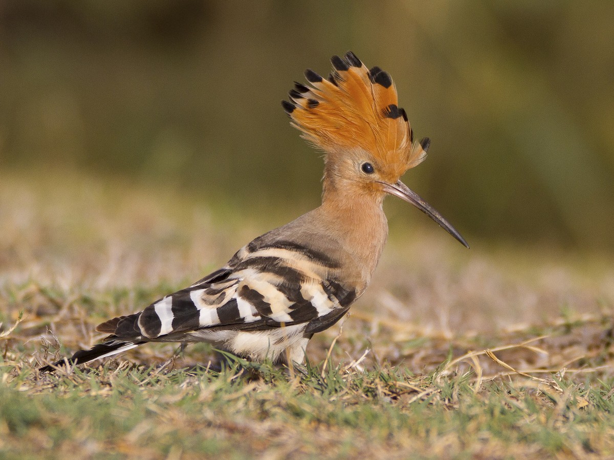 1200px x 900px - hÃ¦rfugl - eBird