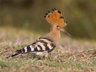 Eurasian Hoopoe - Upupa epops - Birds of the World