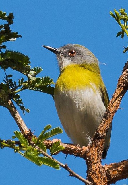 Yellow-breasted Apalis - ML186309521