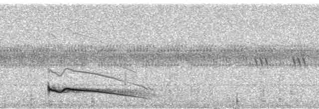 Great Eared-Nightjar - ML18631
