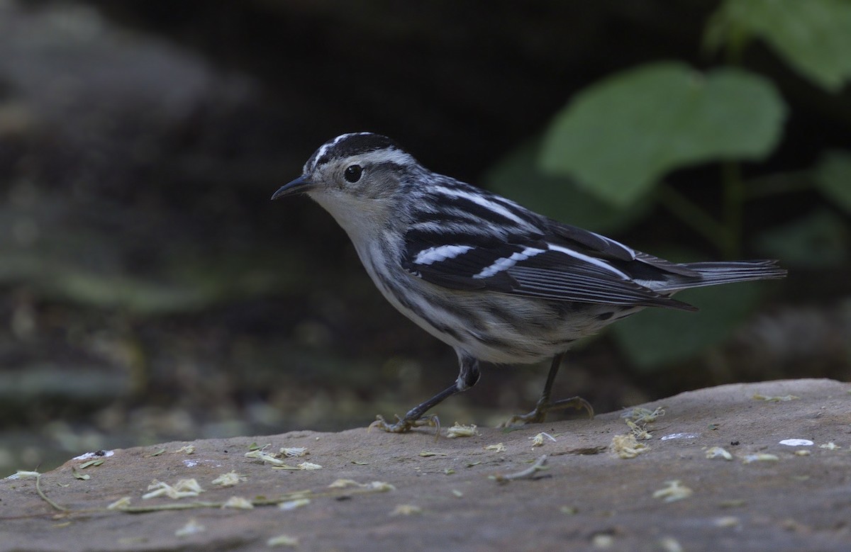 Black-and-white Warbler - ML186310151