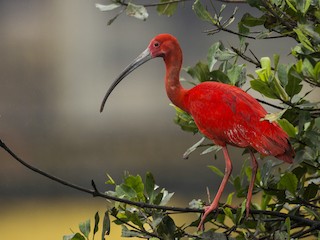 Scarlet Ibis Eudocimus Ruber Birds Of The World