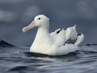  - Wandering Albatross (Gibson's)