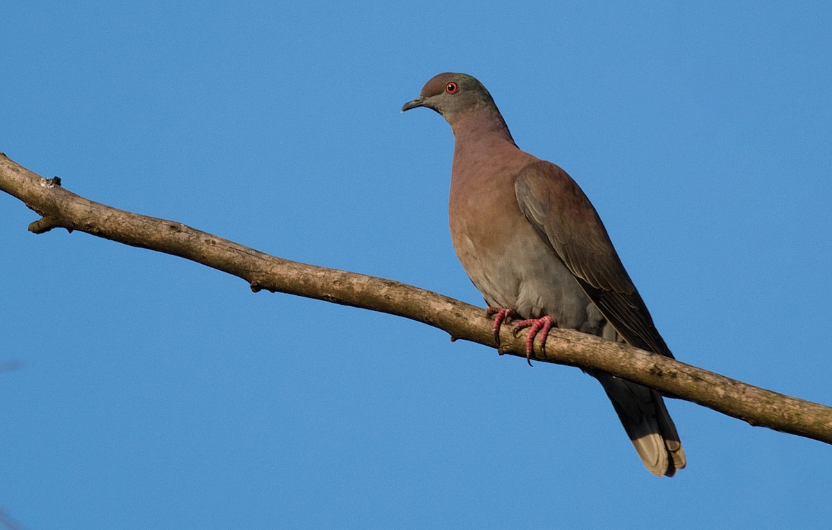 Pale-vented Pigeon - LUCIANO BERNARDES