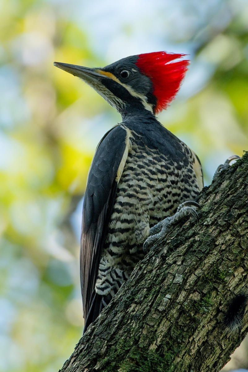 Lineated Woodpecker - ML186311841