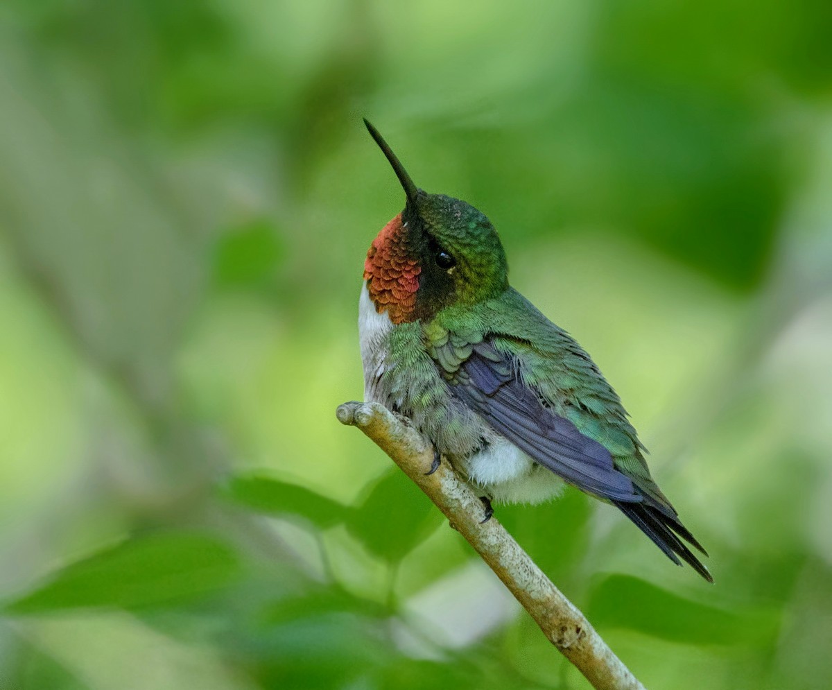 Ruby-throated Hummingbird - Iris Kilpatrick